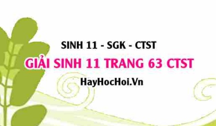 Giải Sinh 11 trang 63 Chân trời sáng tạo SGK